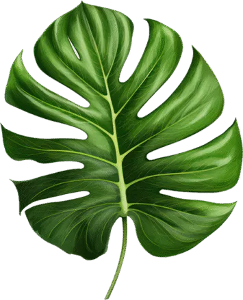 A vibrant green monstera leaf with multiple cutouts along its edges, displaying a shiny surface and natural texture. The leaf is isolated against a plain background.